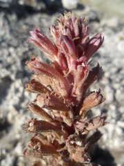 Aphyllon weberbaueri