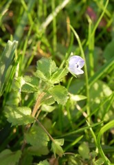 Veronica persica