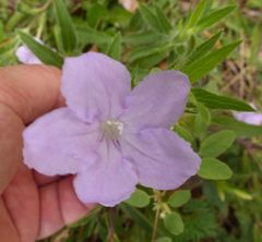 Ruellia humilis