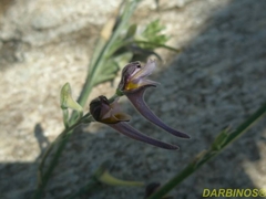 Delphinium peregrinum