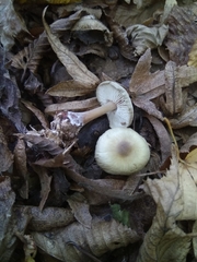 Rhodocollybia asema