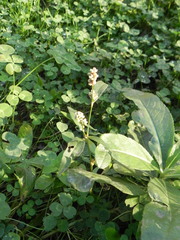 Persicaria