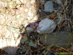 Delphinium hellenicum