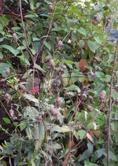 Cirsium arvense