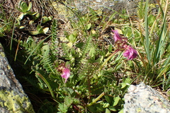 Pedicularis pyrenaica