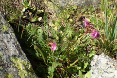 Pedicularis pyrenaica