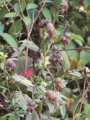 Cirsium arvense