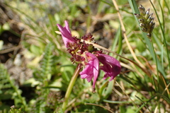 Pedicularis pyrenaica
