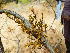 Arceuthobium campylopodum