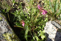 Pedicularis pyrenaica