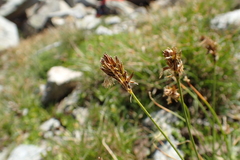 Carex curvula