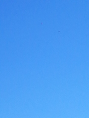 Haliaeetus albicilla