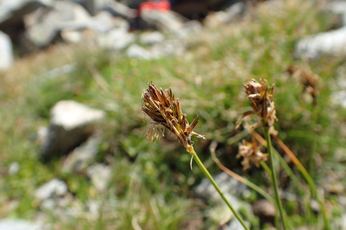 Representative image of Carex baldensis