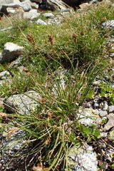 Carex curvula