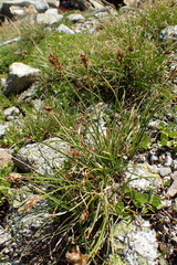 Carex curvula
