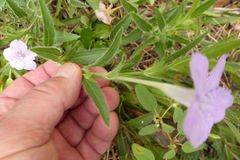 Ruellia humilis