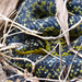 Yellow-bellied Liophis - Photo (c) Auréles Miralien, some rights reserved (CC BY-NC-ND)