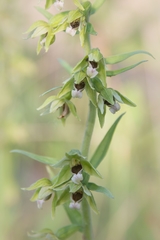 Epipactis bugacensis