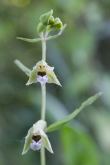 Epipactis bugacensis