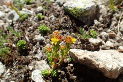 Sedum alpestre
