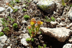 Sedum alpestre