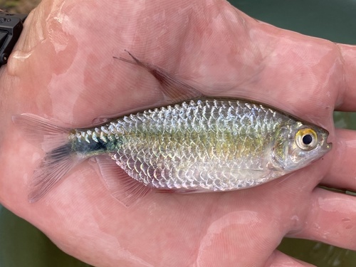 Long-fin Tetra