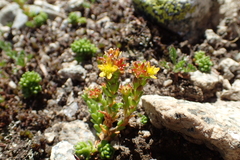 Sedum alpestre