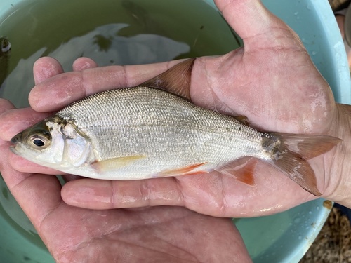 Spottail xenocharax (Xenocharax spilurus) — Distichodontidae