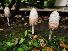 Coprinus comatus