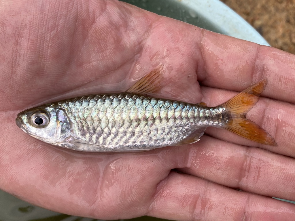Striptail robber (Brycinus taeniurus) — Alestidae