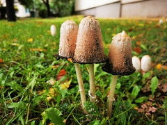 Coprinus comatus