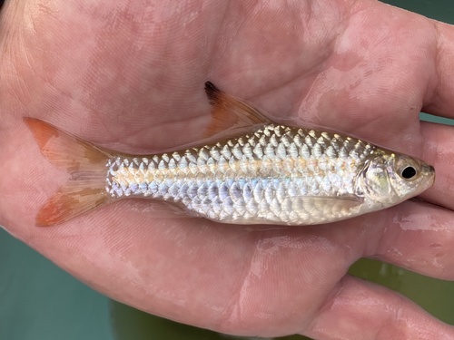 Guiral's barb (Enteromius guirali) — Cyprinidae — 5