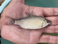 Distichodus notospilus