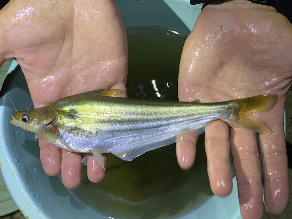 Striped schilbe (Schilbe multitaeniatus) — Schilbeidae