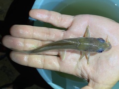 Chrysichthys aluuensis