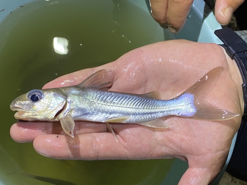 Claroteid catfish (Chrysichthys aluuensis) — Claroteidae — 2