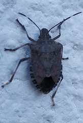 Halyomorpha halys