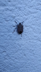 Halyomorpha halys