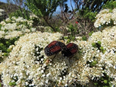 Trichostetha bicolor