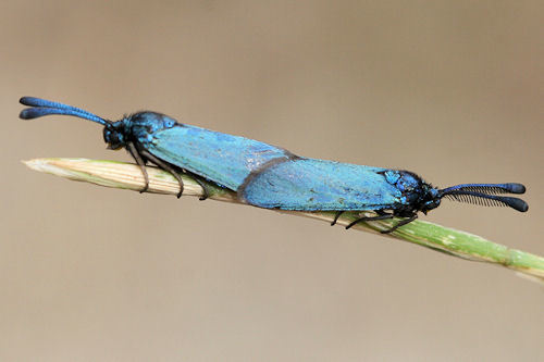 Zygaenoprocris