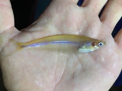 Parailia occidentalis