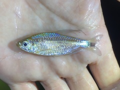 Nannopetersius lamberti