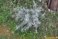 Echium angustifolium