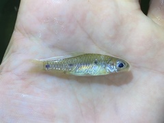 Enteromius trispilomimus