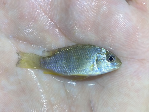 Coptodon tholloni