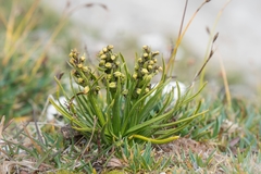 Chamorchis alpina