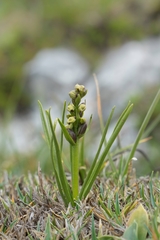 Chamorchis alpina