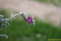 Echium angustifolium