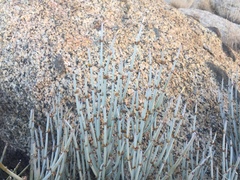 Ephedra intermedia