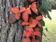 Toxicodendron orientale